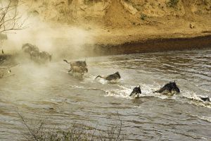 Wilderbeest Crossing the Mara River